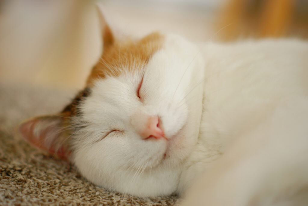 眠る猫